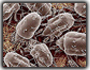 Dust Mites Testing