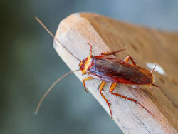 cockroach and insects help trigger asthma and allergic reactions at home