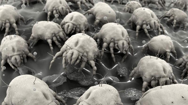 Dust Mites at Home and at Work