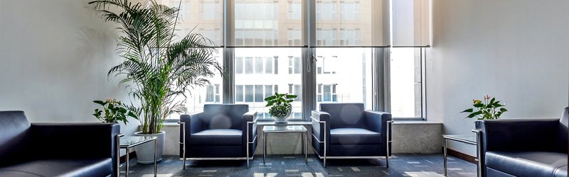 Indoor Plants | How to Achieve Good Indoor Air Quality for Your Workplace
