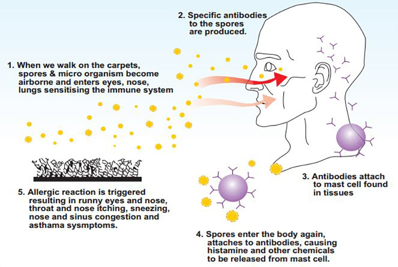 health-effects-mold-exposure-indoor-air-testing-service