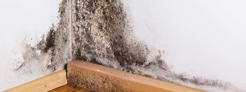 Mold infestation in hotel room's walls