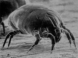 house-dust-mites