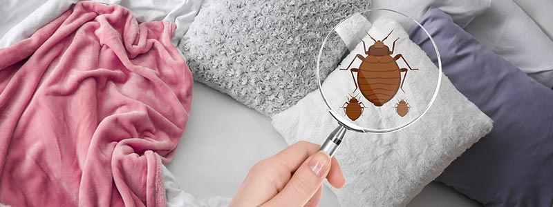 How can you identify bed bugs infestation