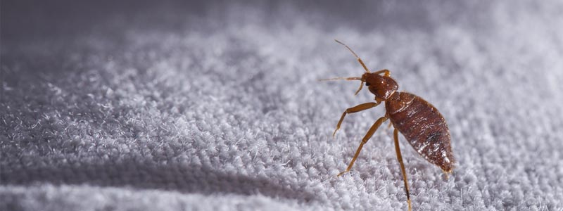 How can I reduce exposure to bed bugs