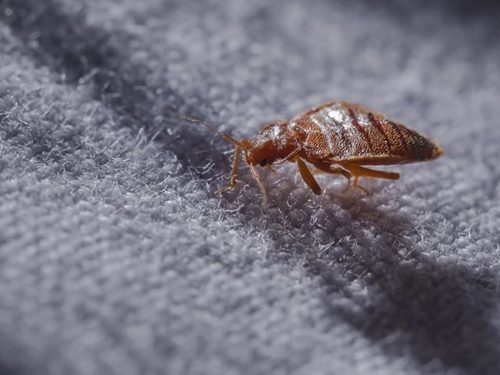 How to get rid of bed bugs?