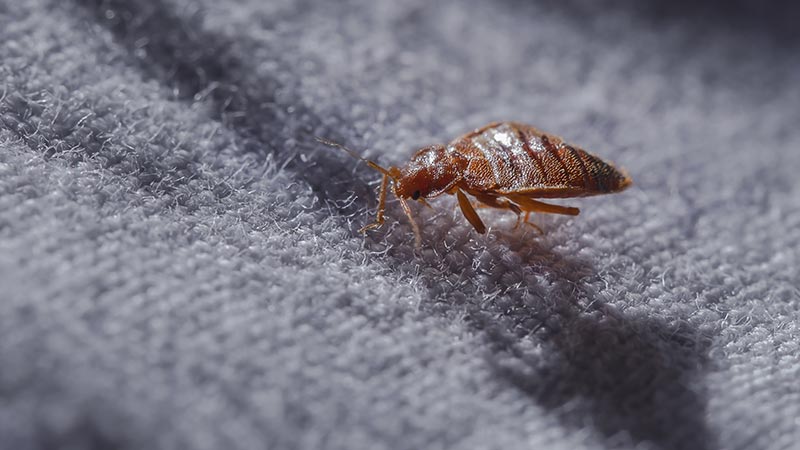 What are Bed Bugs and How To Get Rid of It?
