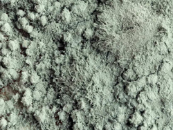 mold-cause-allergen-asthma-attack