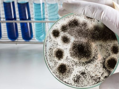 The Danger of Having Pathogenic Mold in an Indoor Environment