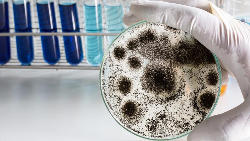 How Can IAQ Help Do Mold Cleanup?