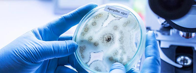 Mold sample in a petri dish for testing in a laboratory