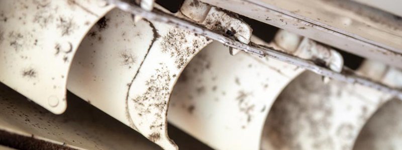 Mold found in air conditioner of a commercial office