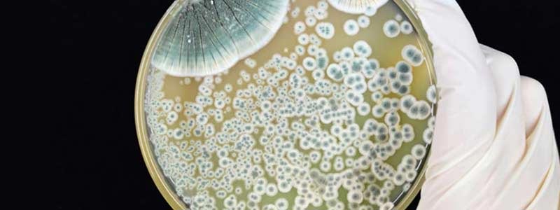 What is Mold? Can it grow in classrooms or schools?